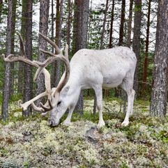 Dieren in Noorwegen en Zweden